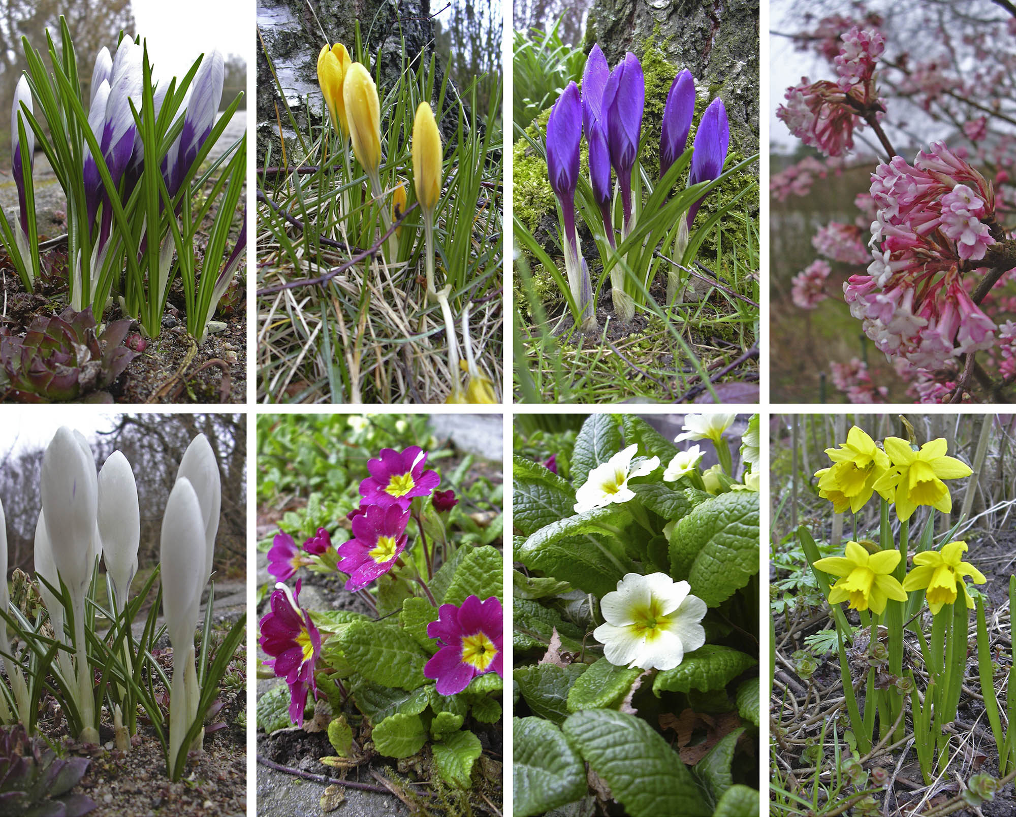 Forårets blomster