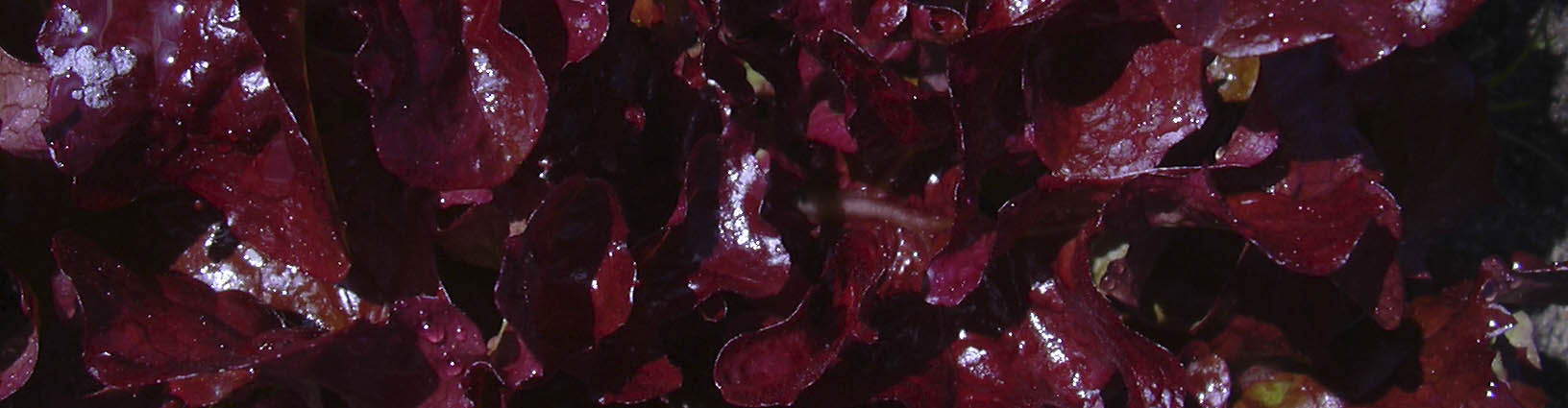 Rød salat