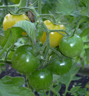Tomat Snow Berry