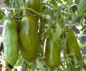 Tomat Green Sausage