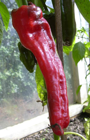 Peberfrugt Ramiro