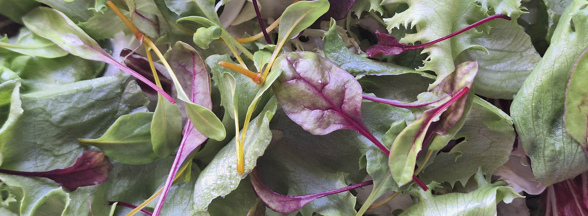Blandet salat med rødbedeblade