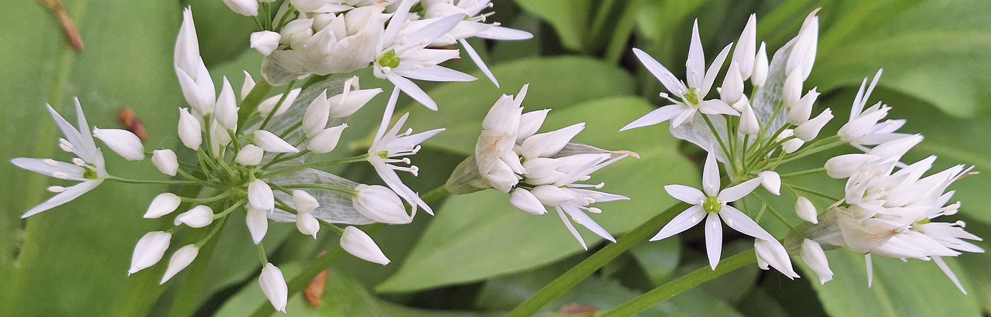 Ramsløg blomster