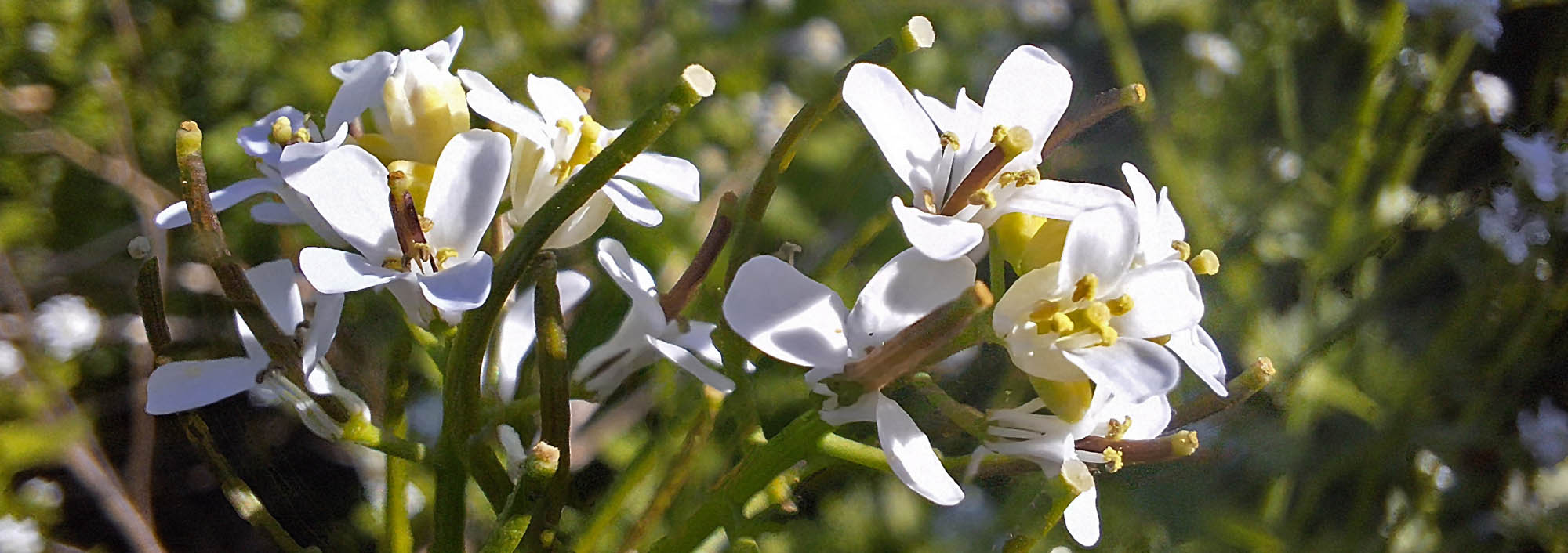 Løgkarse blomst