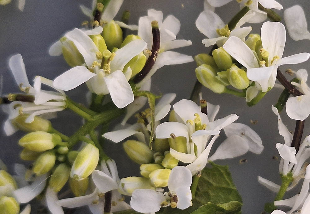 Løgkarse blomster