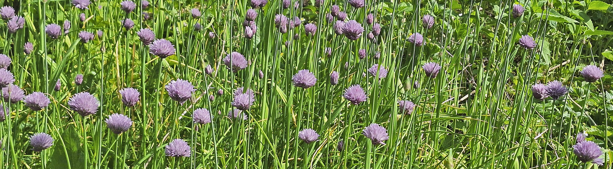 Purløg i blomst.