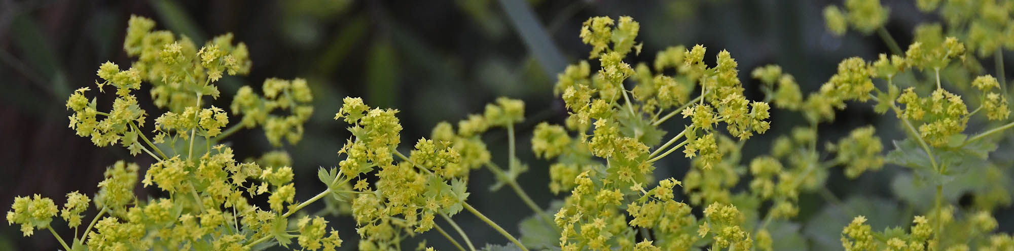 Lodden løvefod blomster