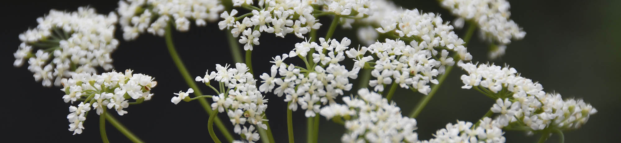 Skvalderkål blomsterskærm
