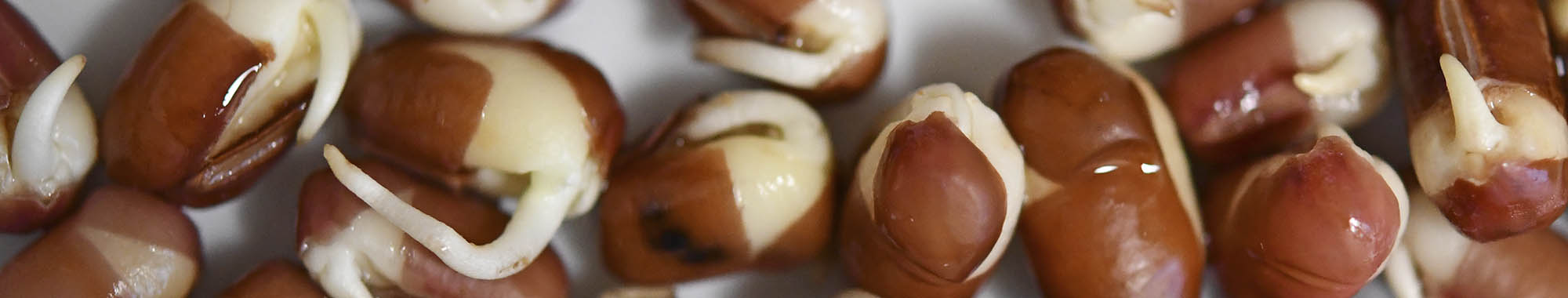 Adzukibønnespirer