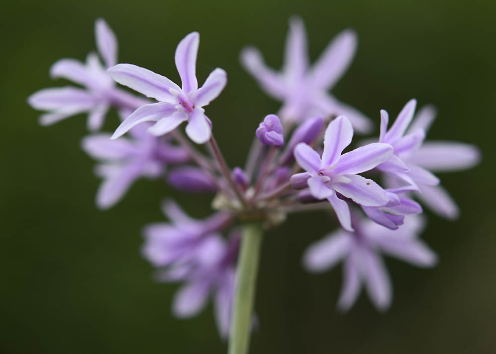 Stuehvidlg blomst