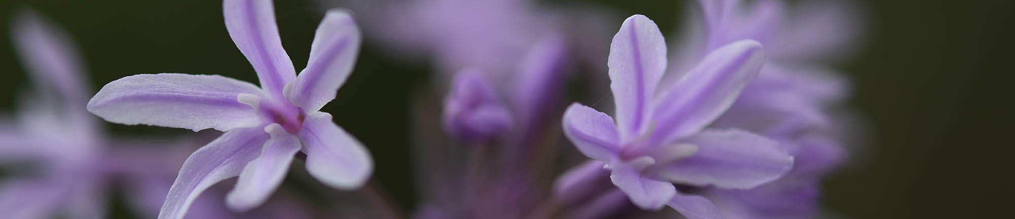 Stuehvidlg blomst
