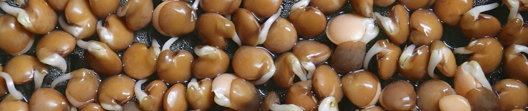 Rød linse, Lens culinaris