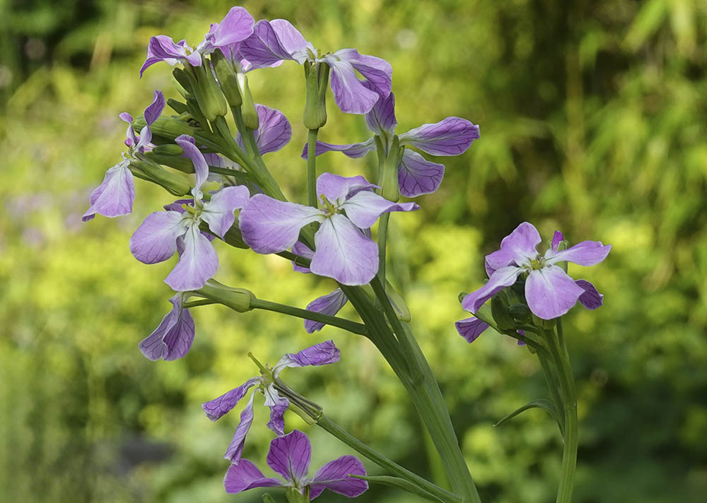 Radise blomst