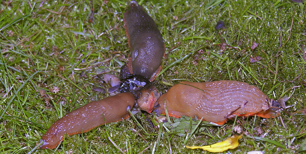 Dræbersnegl, Arion vulgaris