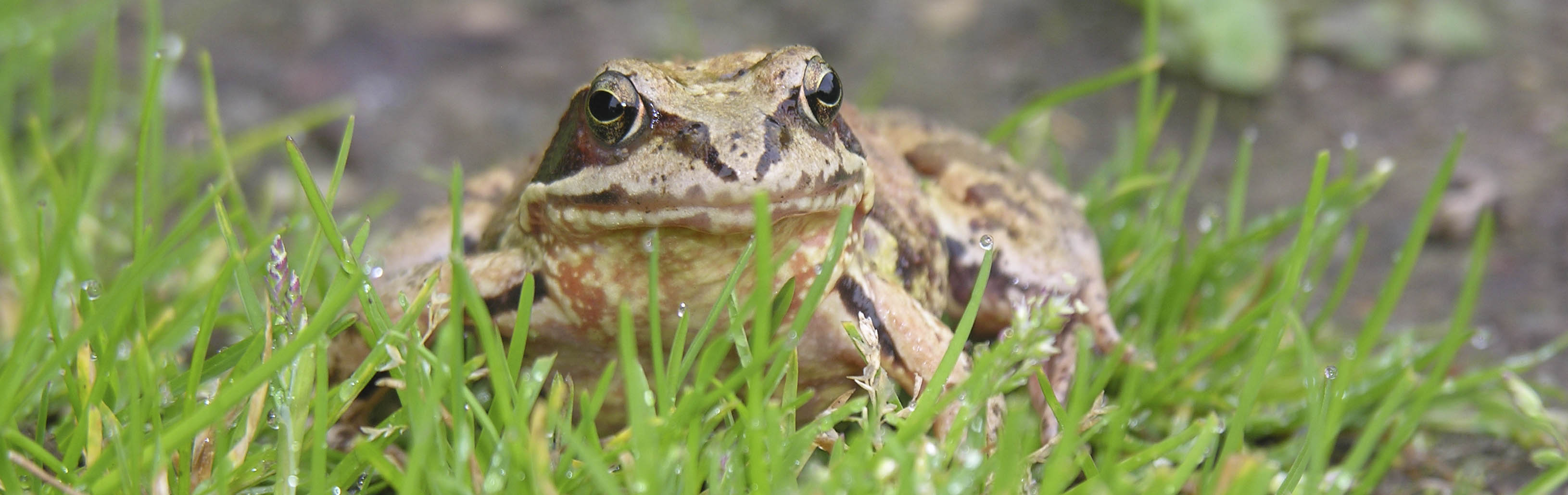 Butsnudet frø, Rana temporaria