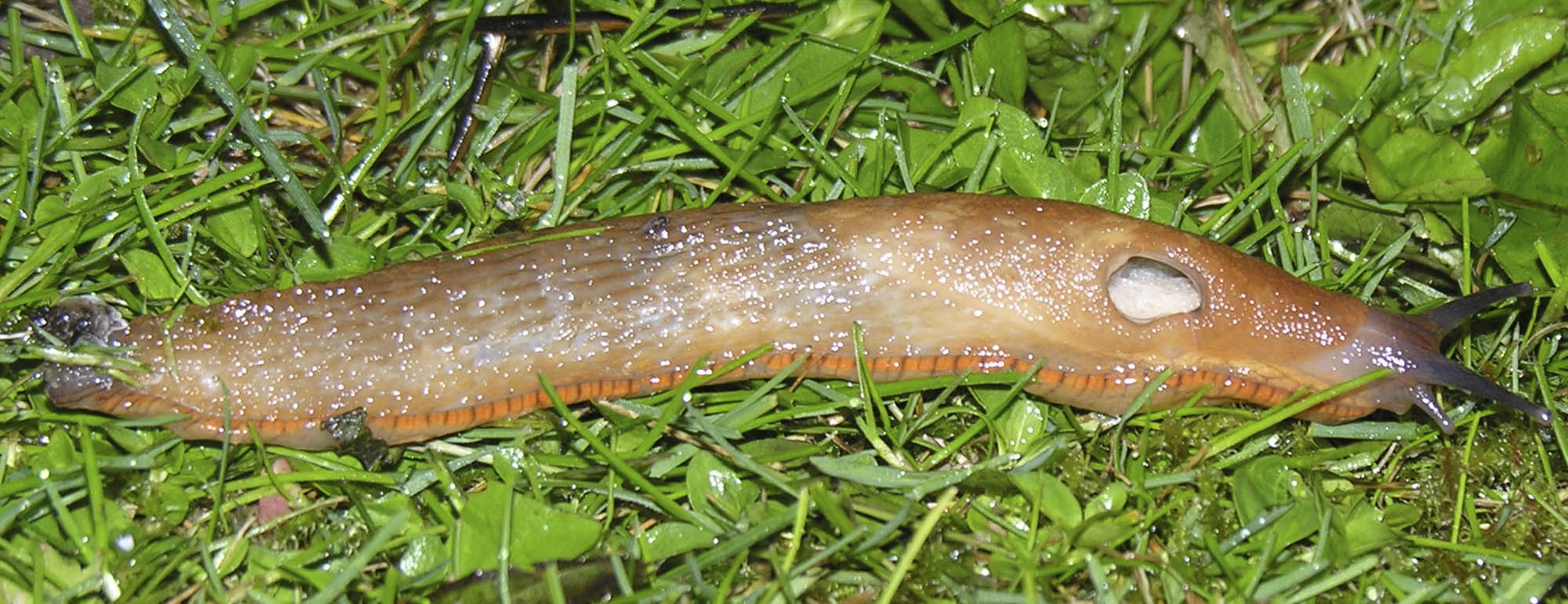 Dræbersnegl, Arion vulgaris