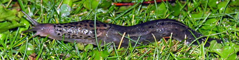 Plettet gråsnegl, Limax maximus