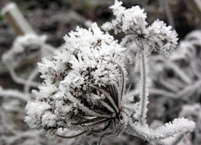 Gulerodsskrm i rimfrost.