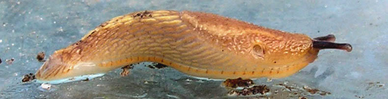 Dræbersnegl, Arion vulgaris