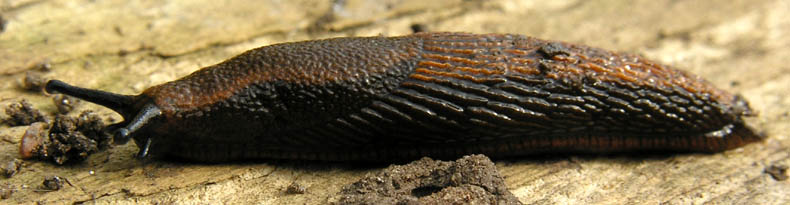 Dræbersnegl, Arion vulgaris
