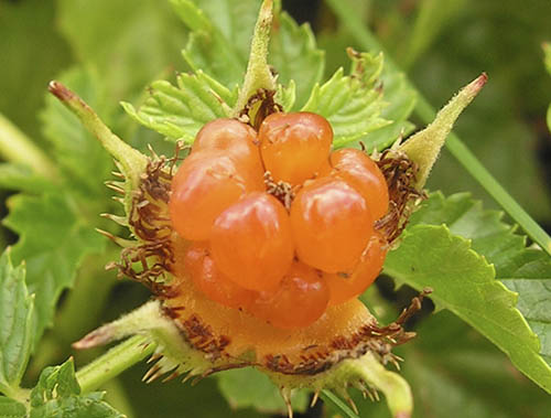 Guldbær, Rubus xanthocarpus
