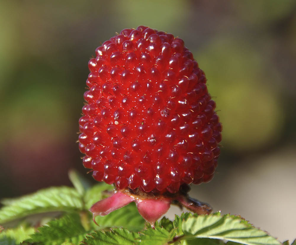 Jordbærhindbær, Rubus illecebrosus