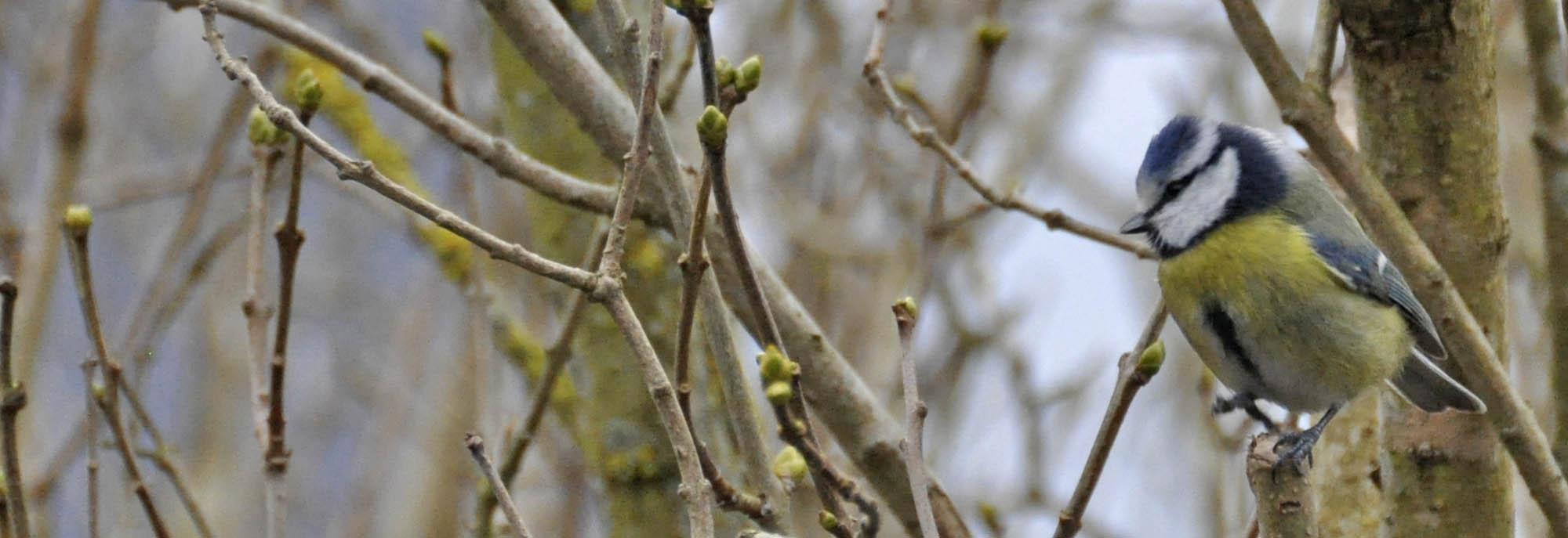 Blåmejse, Parus caeruleus