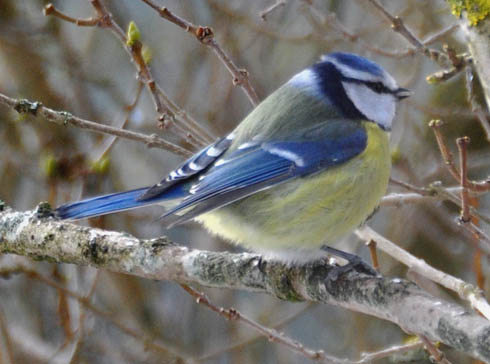 Blåmejse, Parus caeruleus