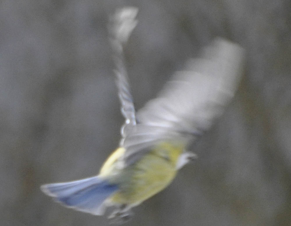 Flyvende blåmejse, Parus caeruleus