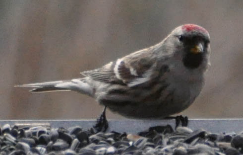 Stor gråsisken, Carduelis flammea