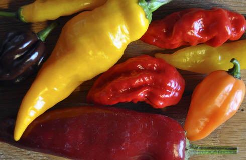 Chili nytårsdag